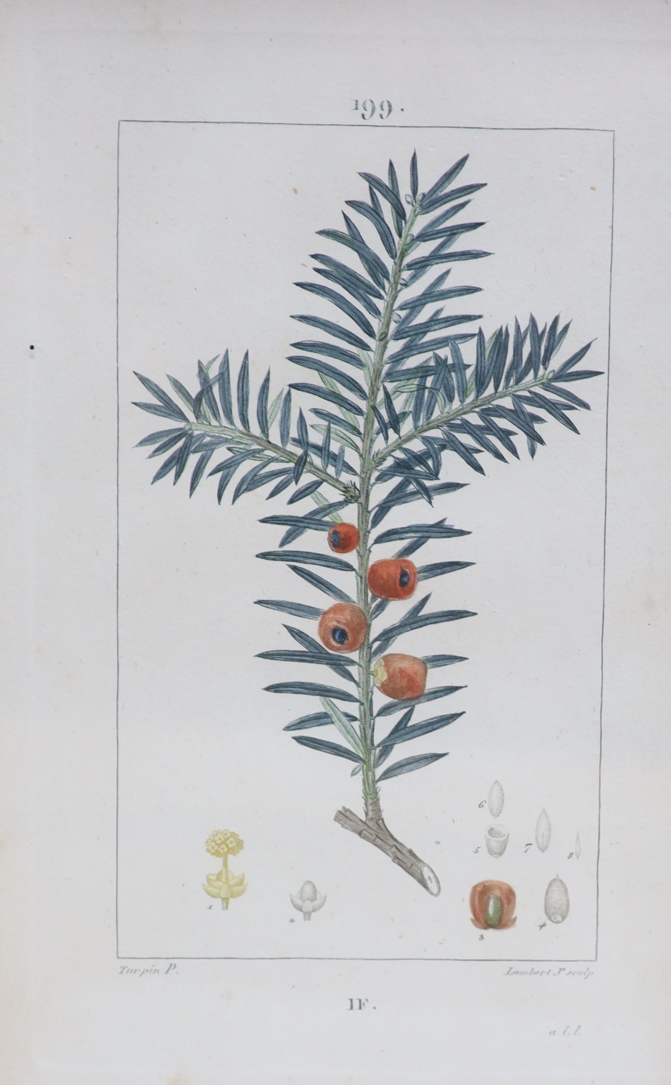 Dubouis and Lambert after Turpin, a set of sixteen coloured engravings, Botanical studies, published by Panckouck, 1833-1842, Richard Hewlett Gallery labels verso, 25 x 15cm